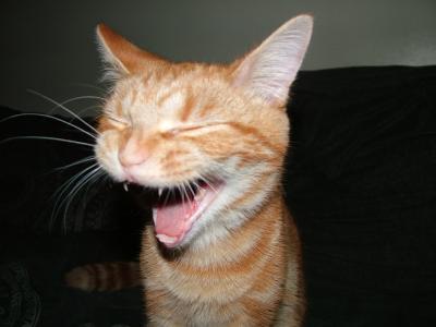 Yawning Cat Number 198